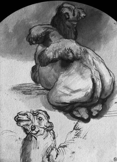 Camels by Rembrandt van Rijn